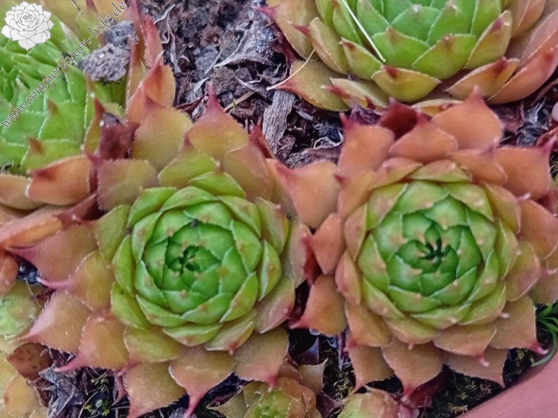 Abra-Mizunda (Netzfund)