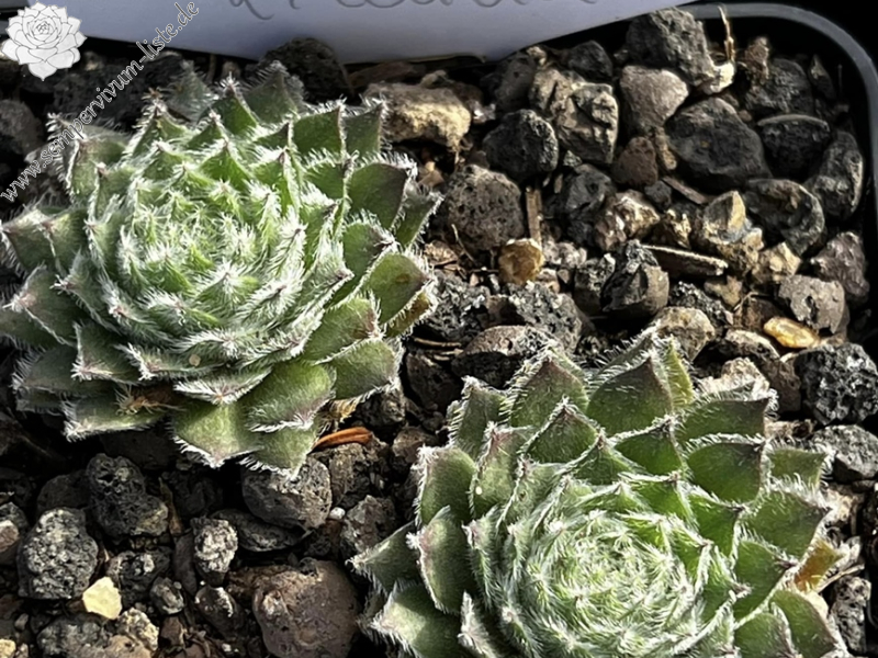 Federkleid (Netzfund)