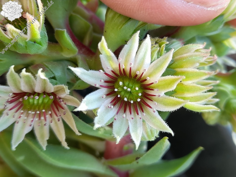 Kevin der Würfel (Netzfund)