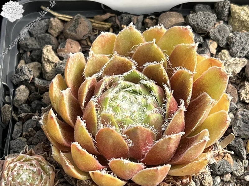 Robin Hood (Netzfund)