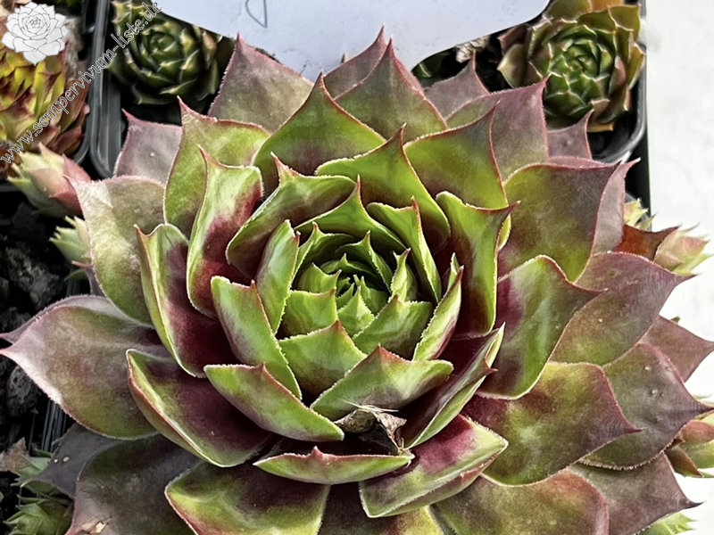 Supersemps® Gemstone (Netzfund)