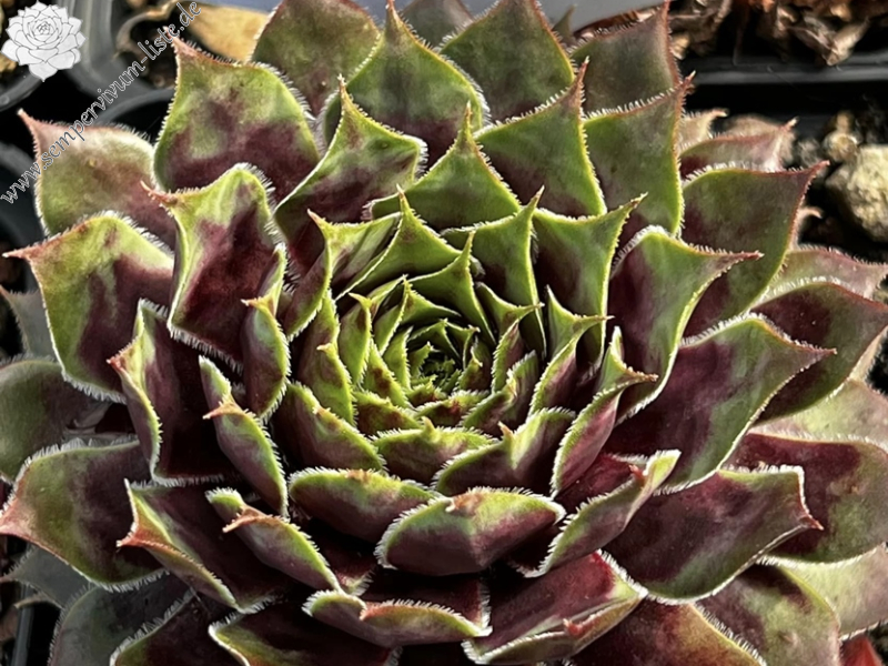 Supersemps® Jade (Netzfund)