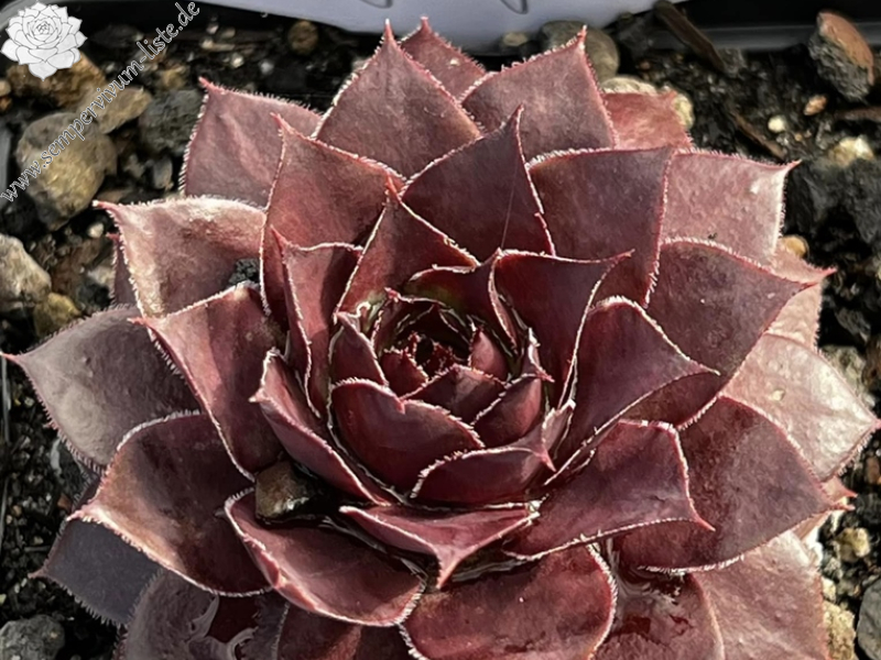 Supersemps® Jasper (Netzfund)