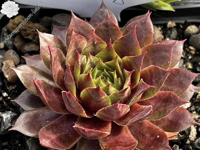 Supersemps® Ruby (Netzfund)