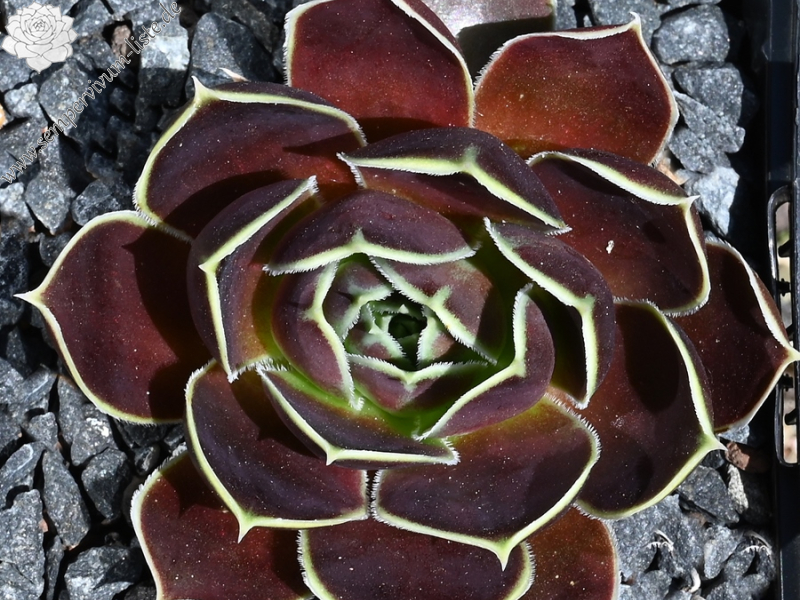 Bowl of Beauty / Jovi