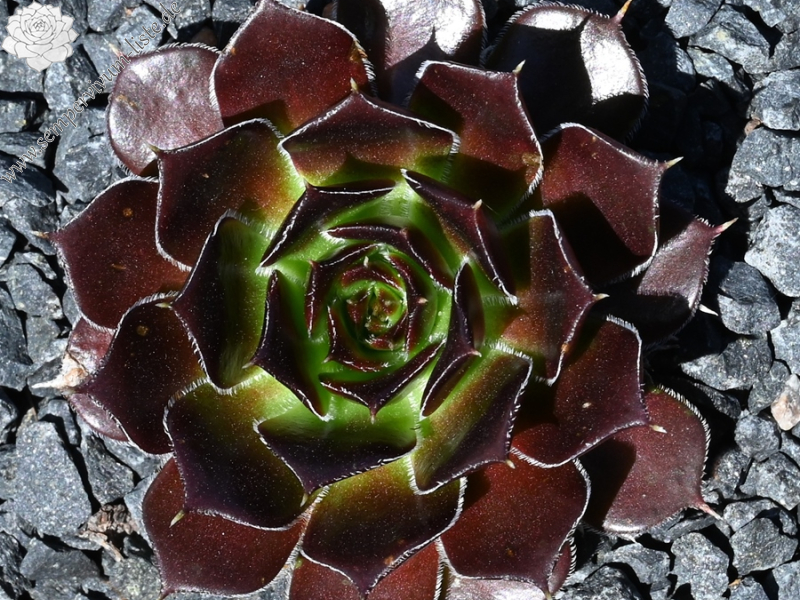 Dame de Coeur / Jovi