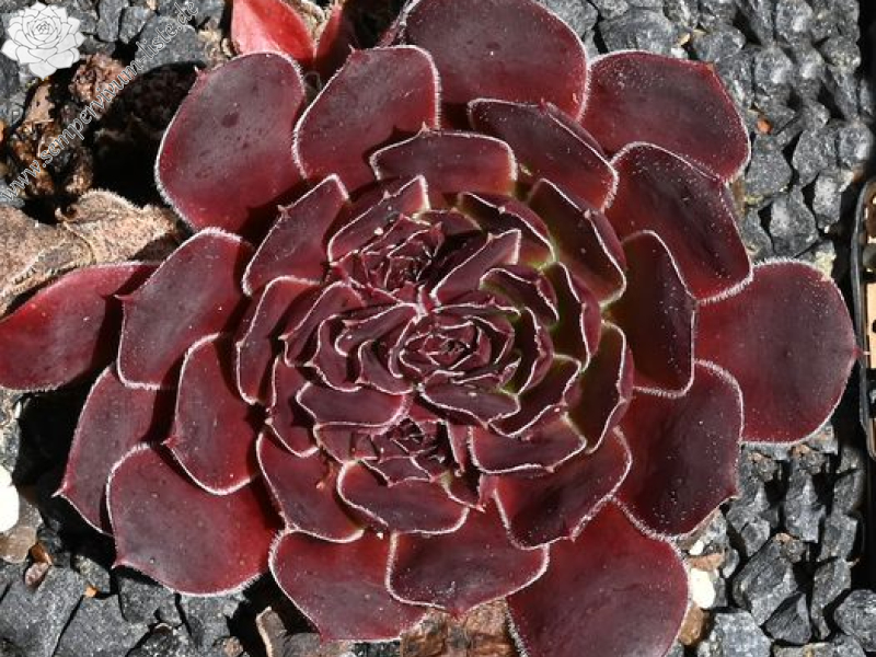 Korspel Krakeling / Jovi 