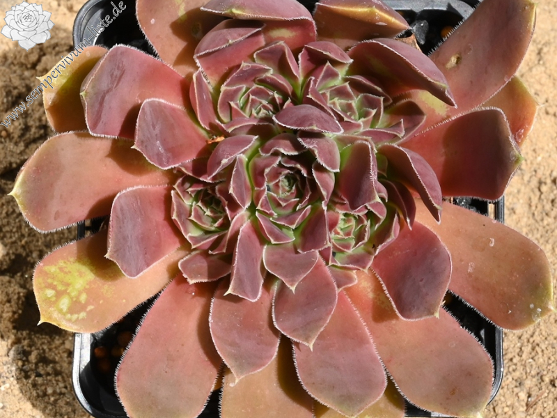 Korspelse Gillote / Jovi