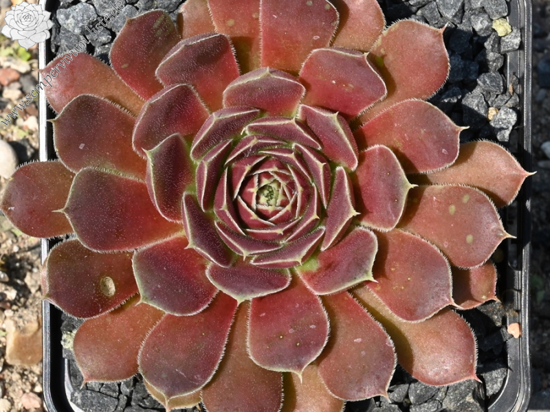 Mount Banahaw / Jovi