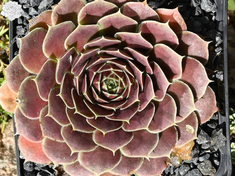 Mount Banahaw / Jovi