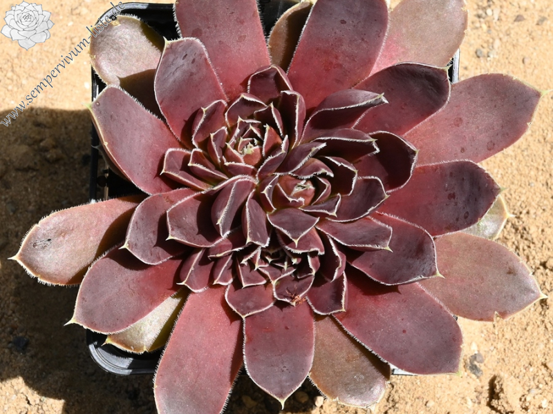 Parana-La Plata / Jovi