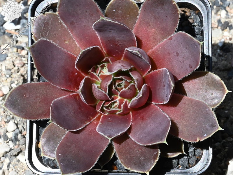 Parana-La Plata / Jovi