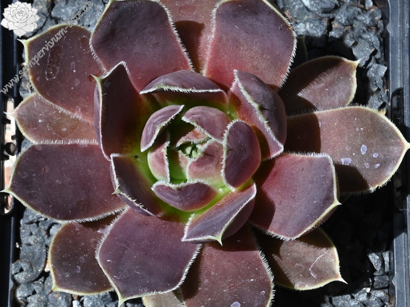 Parana-La Plata / Jovi