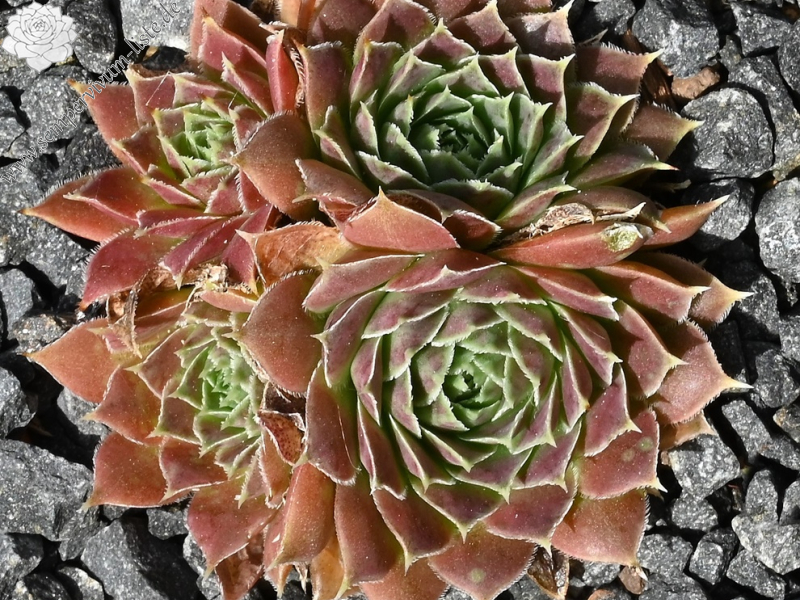 Pink Mandarin / Jovi 