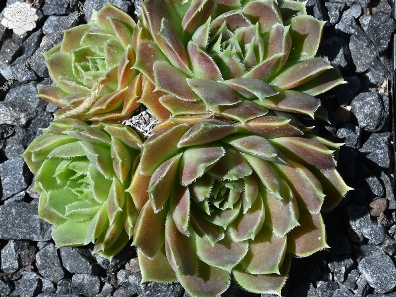 Pink Mandarin / Jovi 