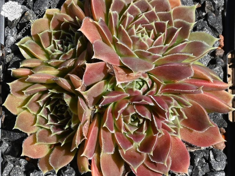 Pink Mandarin / Jovi 