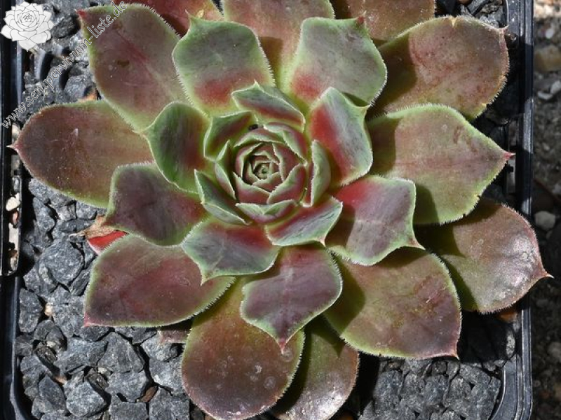 Volcan de Aqua / Jovi 