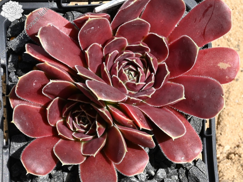 Glory of Somerset / Jovi