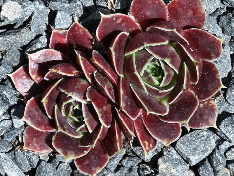 Glory of Somerset / Jovi