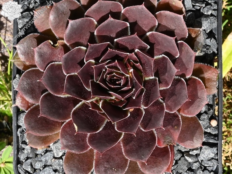 Korspel Spring Festival / Jovi