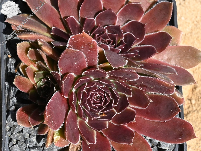 Korspel Spring Festival / Jovi