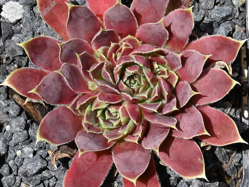 Korspelse Copelia / Jovi