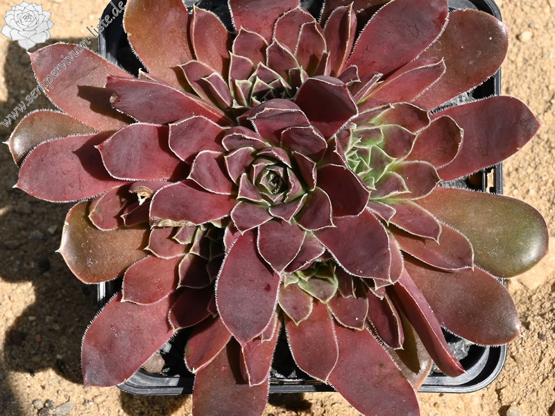 Korspelse Hervinia / Jovi