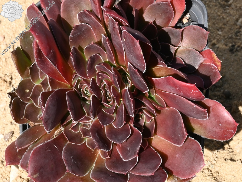 Mount Vesuvio / Jovi