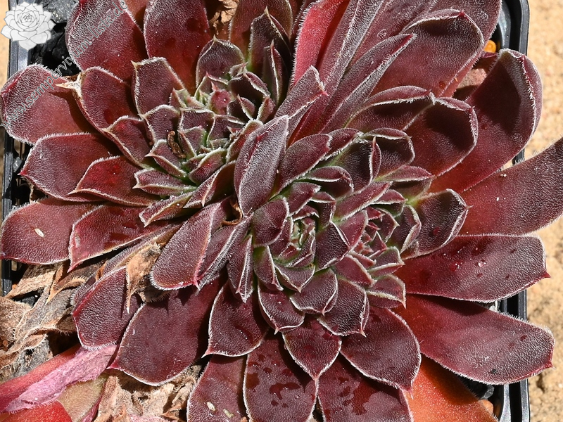 Nevado Del Ruiz / Jovi