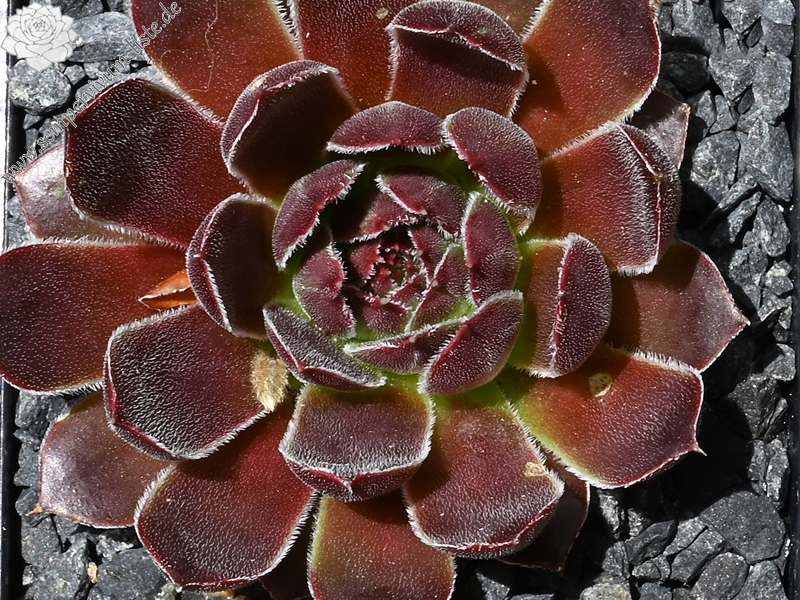 Nevado Del Ruiz / Jovi