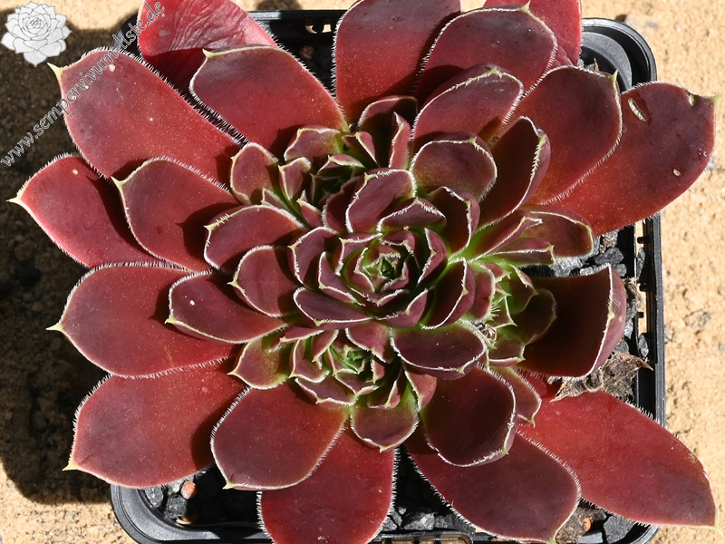 Red Andre Smits / Jovi