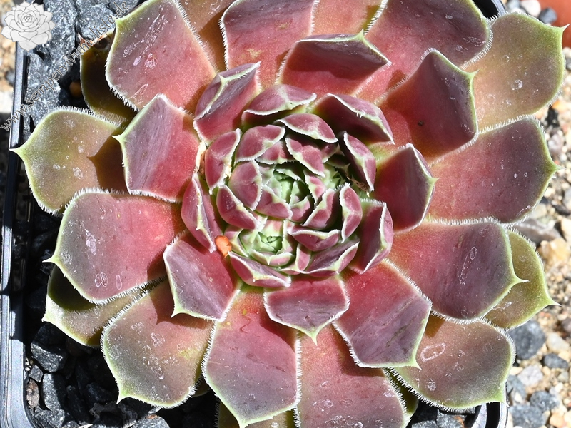 Springwood Pink / Jovi