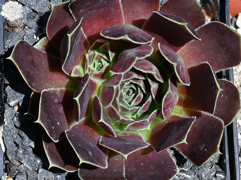 Korspelse Dalvinie / Jovi