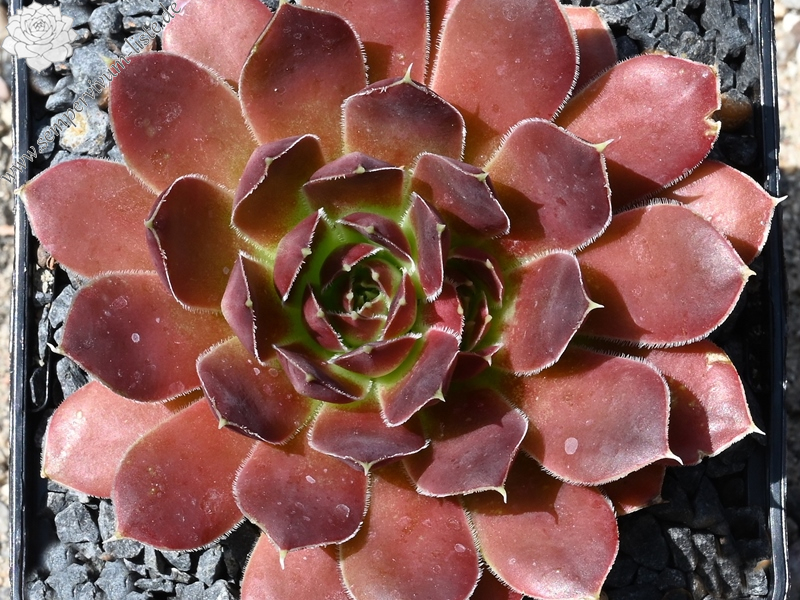 Korspelse Zegline / Jovi