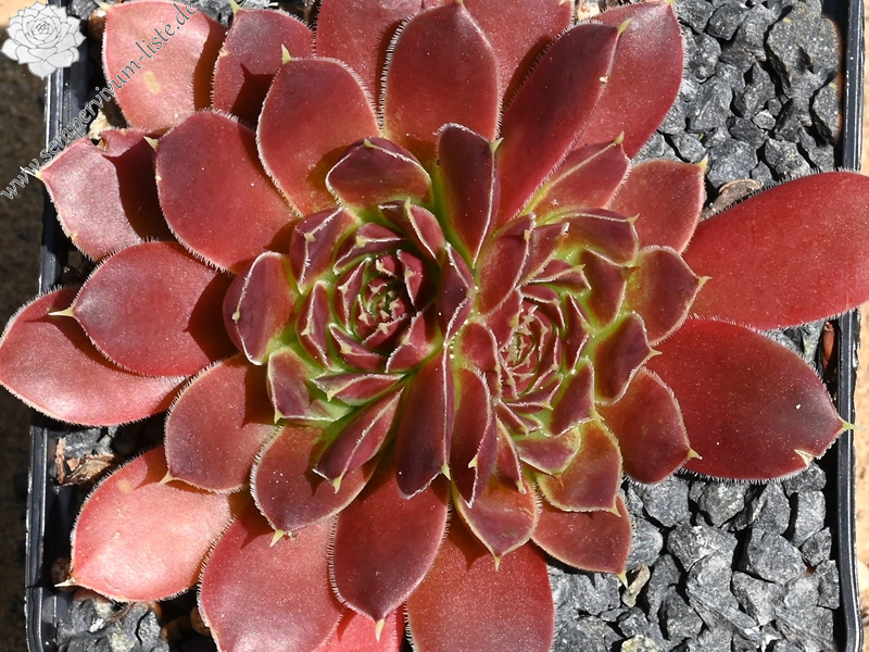 Korspelse Zegline / Jovi