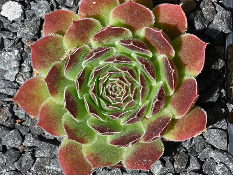 Nursery Ploeger / Jovi