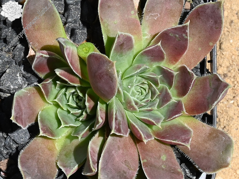 Hvannadalshnjukur / Jovi