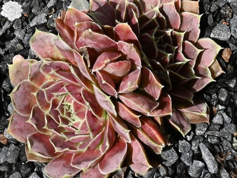 Korspelse Fedoussia / Jovi