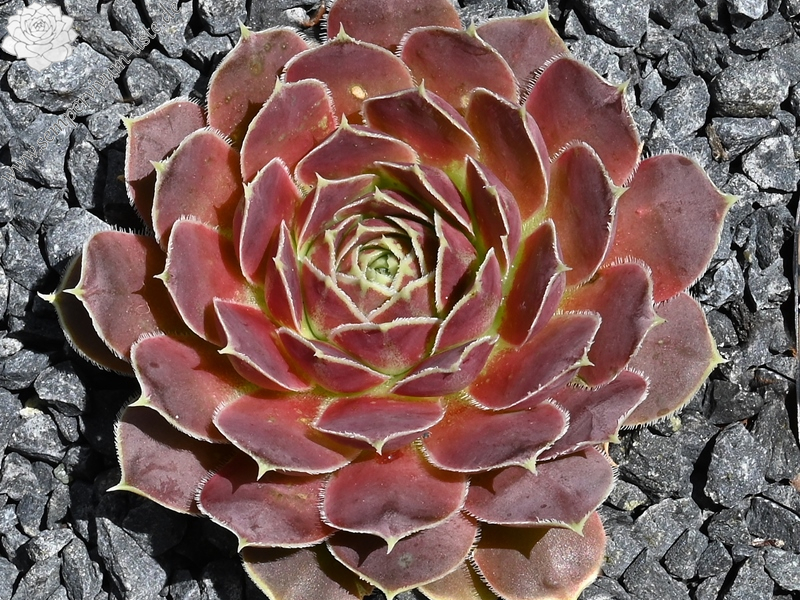 Korspelse Felipina / Jovi