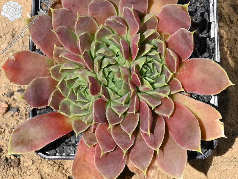 Korspelse Lauri-Anne / Jovi