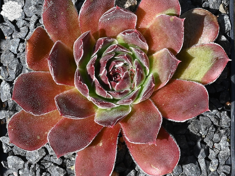 Korspelse Logestilla / Jovi