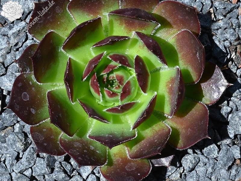 Korspelse Lyonne / Jovi (Netzfund)