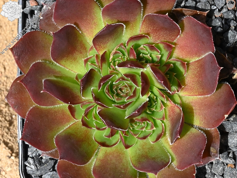 Korspelse Lyonne / Jovi (Netzfund)