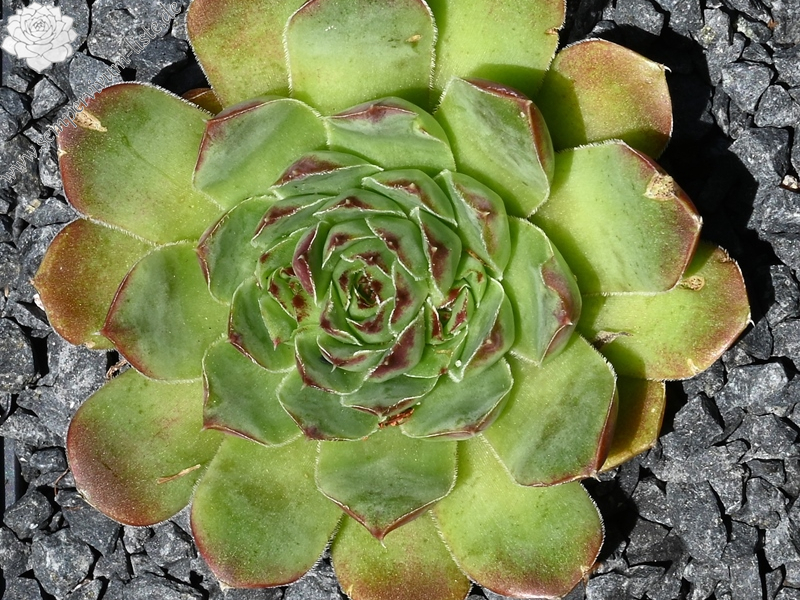 Korspelse Natuche / Jovi