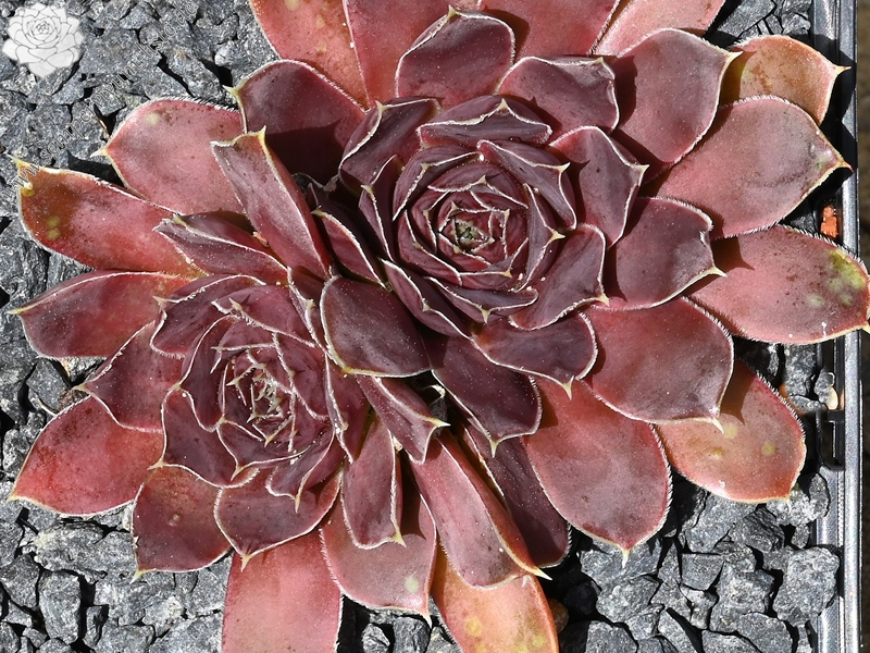 Korspelse Rakefete / Jovi