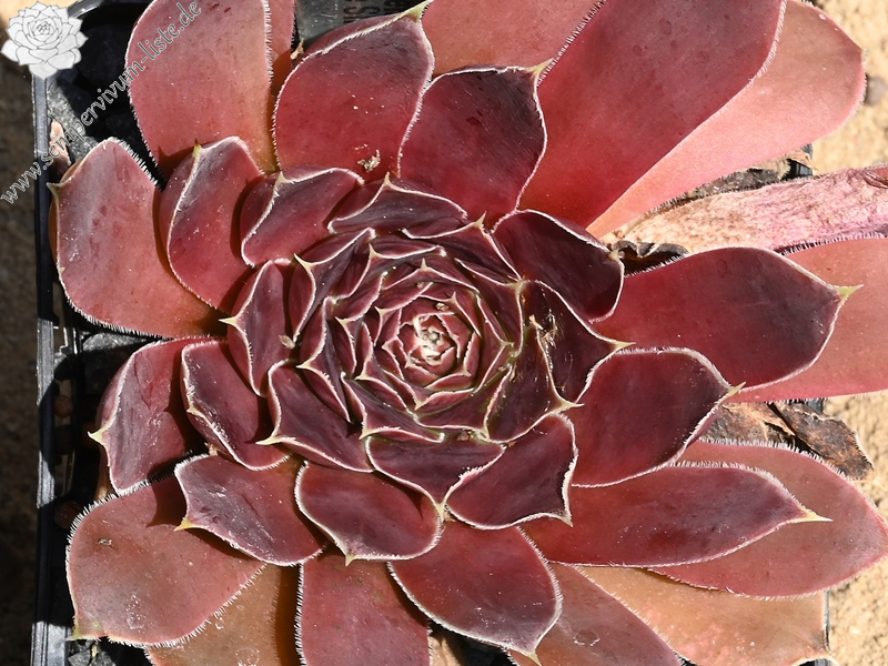 Korspelse Senne Show / Jovi