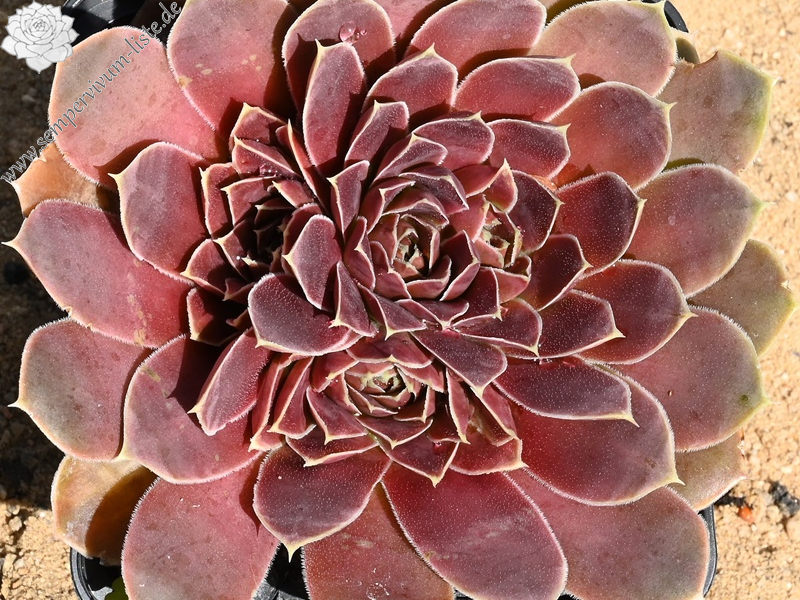 Pfälzer Burg / Jovi