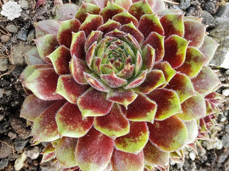 Andrea (Netzfund)