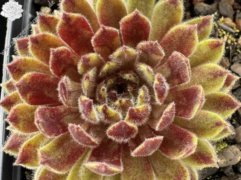 Dreamtime (Netzfund)