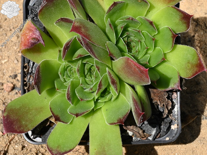 Henry Correvon / Jovi